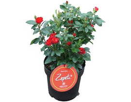 Rosal zepeti rojo 4lt                             