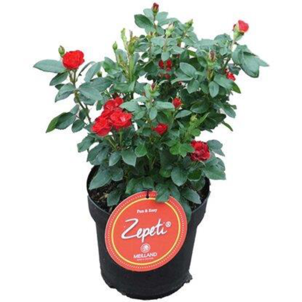 Rosal zepeti rojo 4lt                             