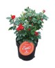 Rosal zepeti rojo 4lt                             