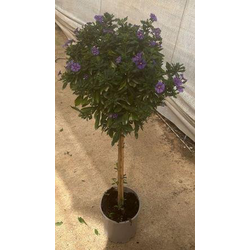 Solanum rantonetti copa 100 m20                   