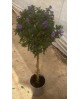 Solanum rantonetti copa 100 m20                   