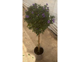 Solanum rantonetti copa 100 m20                   