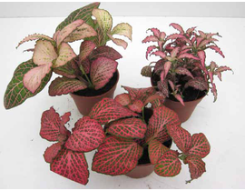 Fitonia roja 9                                    