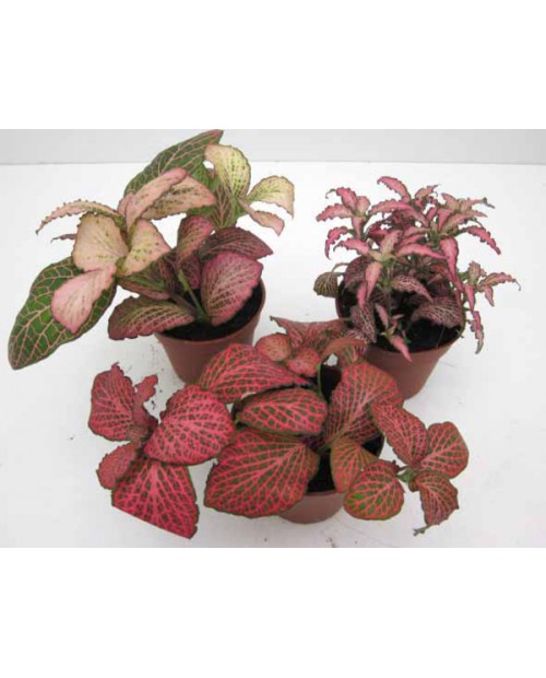 Fitonia roja 9                                    