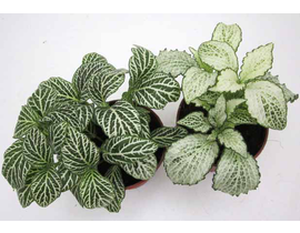 Fitonia verde 9                                   