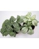 Fitonia verde 9                                   