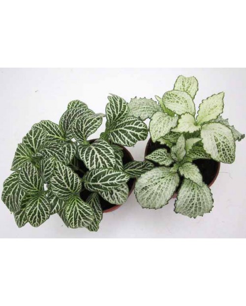 Fitonia verde 9                                   