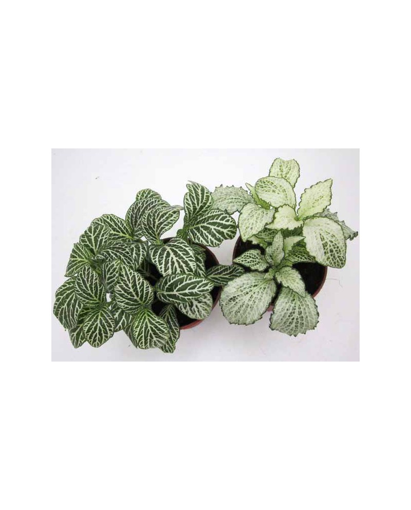 Fitonia verde 9                                   