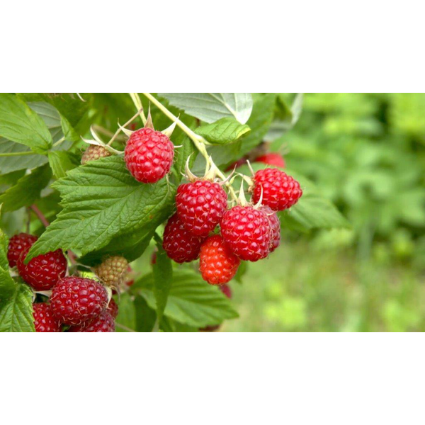 Frambuesa rubus idae 11X11                        