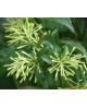Galan de noche (cestrum nocturnum) m13            