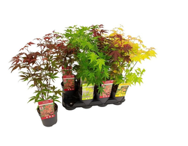 Acer palmatum m11                                 