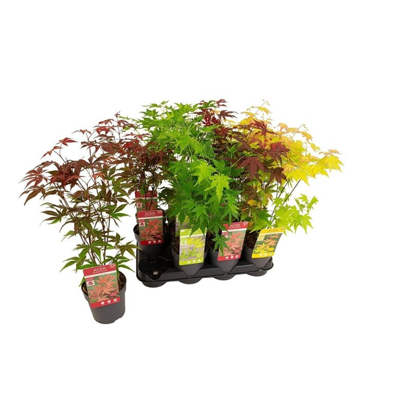 Acer palmatum m11                                 