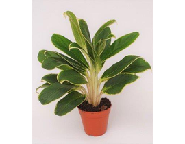 Aglaonema mix m12                                 