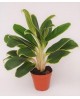 Aglaonema mix m12                                 