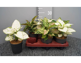 Aglaonema mix m12                                 