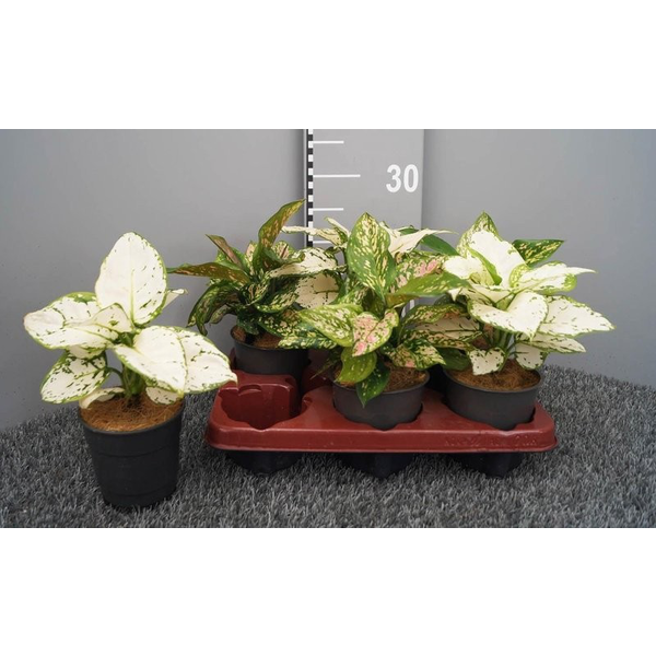 Aglaonema mix m12                                 