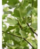 Liriodendron tulipifera m25 150/175               