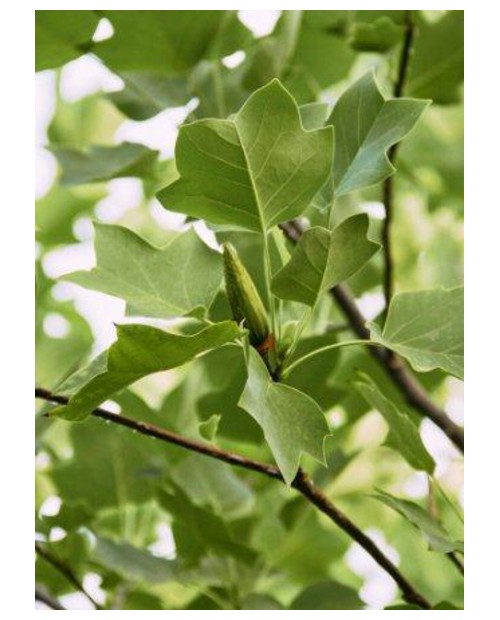 Liriodendron tulipifera m25 150/175               