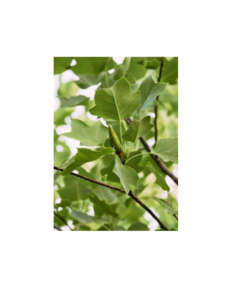 Liriodendron tulipifera m25 150/175               