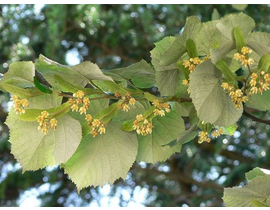 Tilia tomentosa 150/175                           