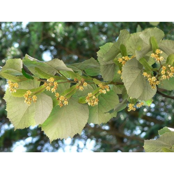Tilia tomentosa 150/175                           