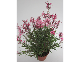 Gaura mix m12                                     