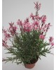 Gaura mix m13                                     