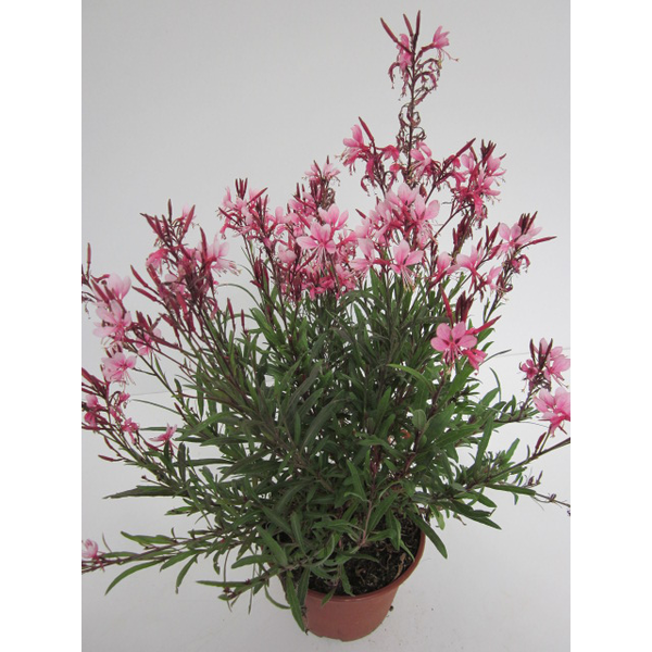 Gaura mix m13                                     