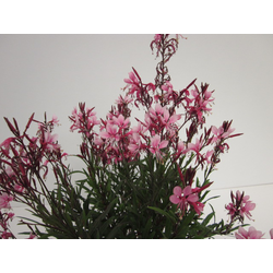 Gaura mix m12                                     