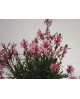 Gaura mix m13                                     