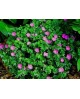 Geranium sanguineum 2 lt                          