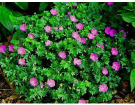 Geranium sanguineum 2 lt                          