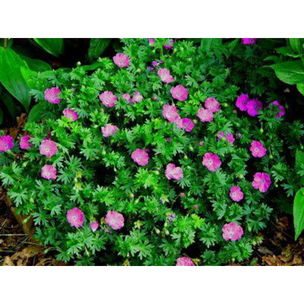 Geranium sanguineum 2 lt                          