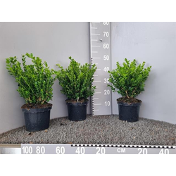 Buxus micro.faulkner arbustivo m19 40/50          