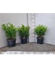 Buxus micro.faulkner arbustivo m19 40/50          