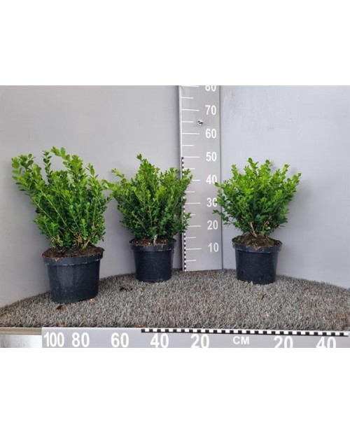 Buxus micro.faulkner arbustivo m19 40/50          