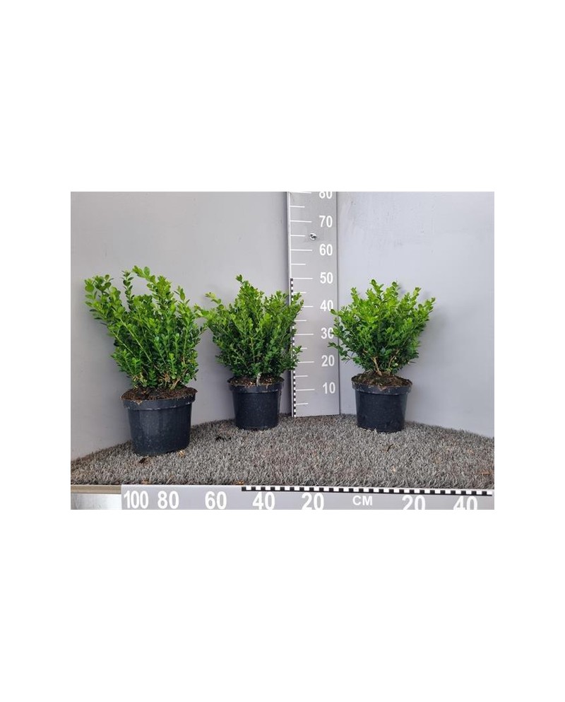 Buxus micro.faulkner arbustivo m19 40/50          
