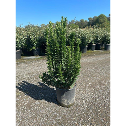 Euonimus japonica benkomasaki 5lt 40/60cm         
