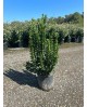 Euonimus japonica benkomasaki 5lt 40/60cm         