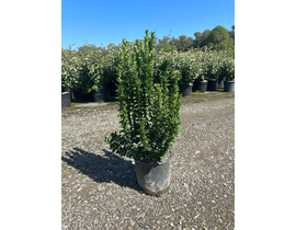 Euonimus japonica benkomasaki 5lt 40/60cm         