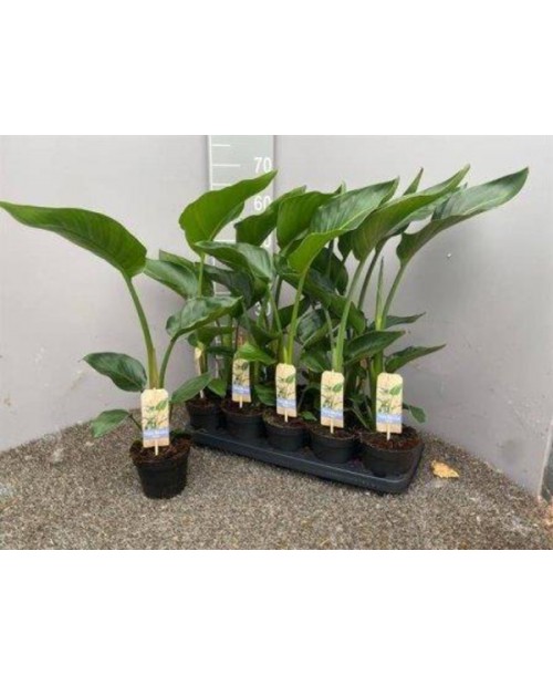 Sterlitzia nicolai m13                            