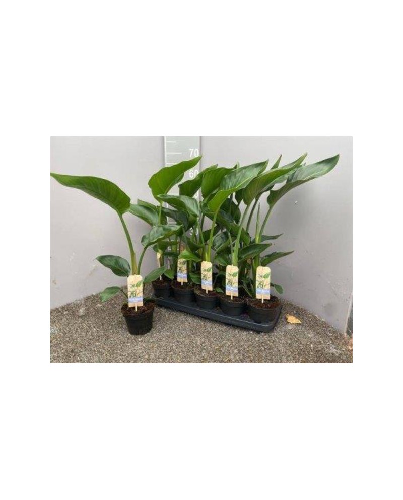 Sterlitzia nicolai m13                            