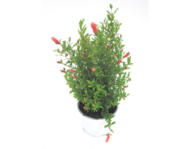 Granado de flor m13                               