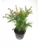 Granado de flor 3lt                               