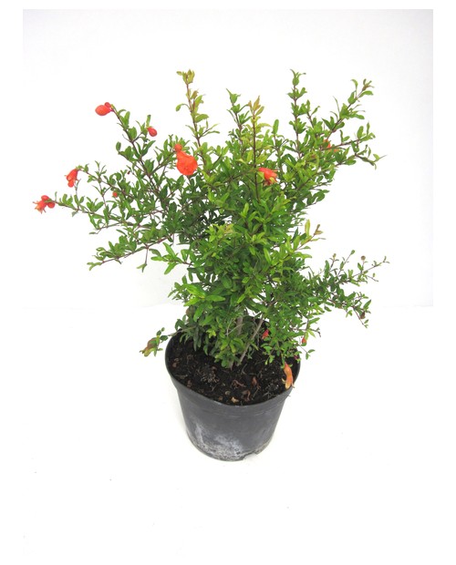 Granado de flor 3lt                               