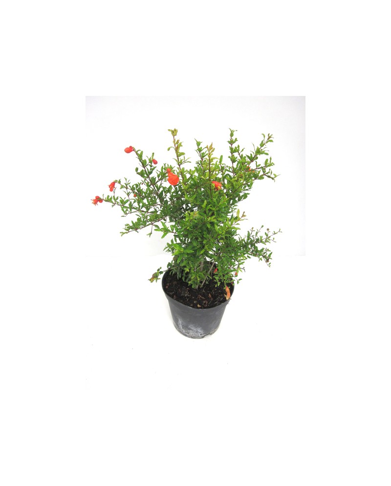 Granado de flor 3lt                               