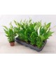 Spathiphyllum mini m7                             