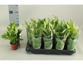 Spathiphyllum mini m7                             