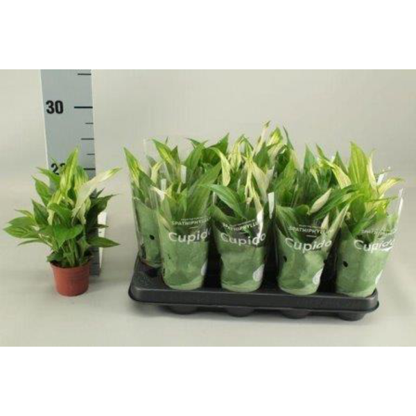 Spathiphyllum mini m7                             