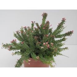 Grevillea lanig.mount tamboritha 3lt              